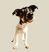 Dog 1
